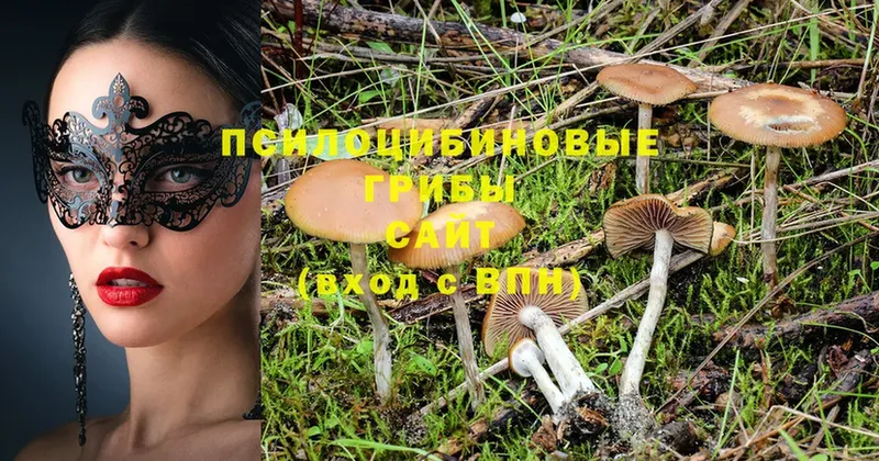 как найти закладки  Благодарный  Галлюциногенные грибы Magic Shrooms 